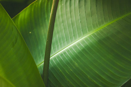 Vibrant green leaves with intricate textures create a natural, organic pattern. Close-up shot...