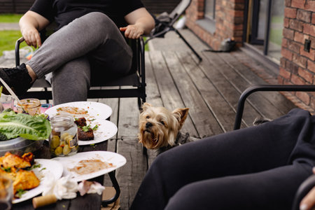 Curious Yorkshire Terrier looking at the camera during an outdoor meal with friends. A Yorkie doggy looks curiously towards the camera during a casual outdoor meal with friends, on a wooden deck.の写真素材