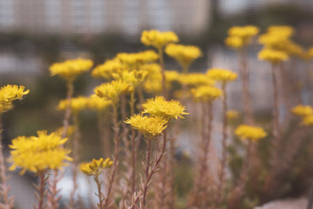 Beautiful yellow flowers in bloom on a balcony, with a blurred urban backdrop. Close-up shot of vibrant yellow flowers blooming in a pot on a balcony with a blurred building in the background.の写真素材