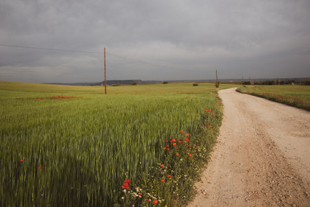 A winding dirt road leads through a vibrant field of green and yellow under a cloudy sky. A scenic dirt road winds through lush green and yellow fields, lined with wildflowers under a cloudy sky.の写真素材