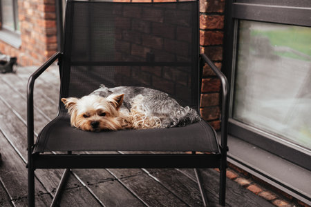 Bored Yorkshire Terrier dog rests comfortably on a chair in a peaceful outdoor setting. A small sleepy Yorkie doggy rests on a home terrace. The brick wall and wooden deck add a touch of rustic charm.の写真素材