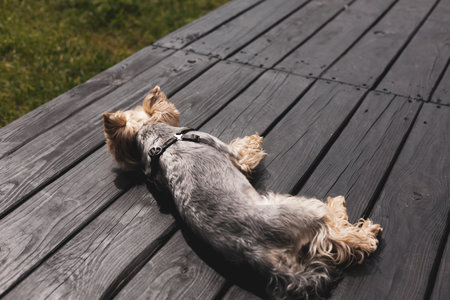 A Yorkshire Terrier relaxing lying on a wooden deck in the sun. A Yorkshire Terrier relaxes on a wooden surface, basking in the sunlight, capturing a moment of canine tranquility and outdoor enjoymentの写真素材