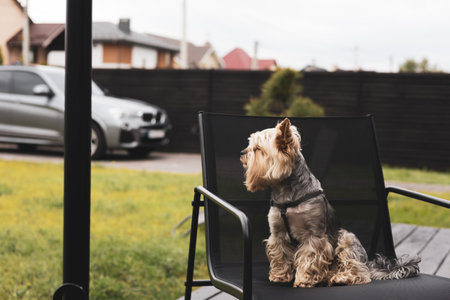 A Yorkshire terrier enjoys a moment of leisure, seated on a backyard chair, observing. A Yorkie doggy sits on a chair on terrace, looking off to the side with a vehicle and houses in the background.の写真素材
