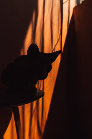 A shadowed portrait of a Sphinx cat, featuring texture and a warm backdrop. Close-up of a feline pet in the profile, showcasing textured skin and dramatic lighting with an orange backdrop.の写真素材