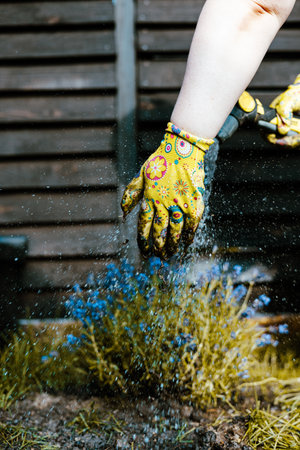 A gardener waters flowers with a hose, showing details of the work and plants. A gardener wearing yellow floral gloves waters vibrant blue flowers in a garden setting, showing a close-up view.の写真素材