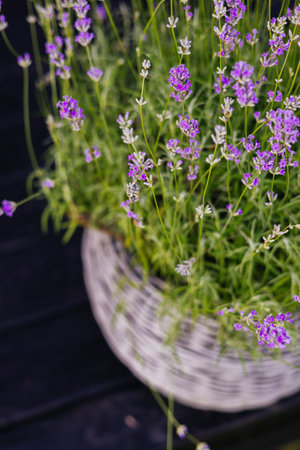 A basket filled with blooming purple lavender flowers. A close-up shot of vibrant purple lavender flowers flourishing in a woven basket, captured in natural light, and set against a dark wood backdropの写真素材