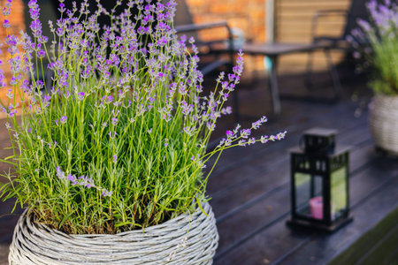Purple lavender blossoms in a woven pot sit on a dark wooden deck. A close-up of a lavender plant in a woven pot on a wooden deck. The background features a blurred patio setting with a lantern.の写真素材
