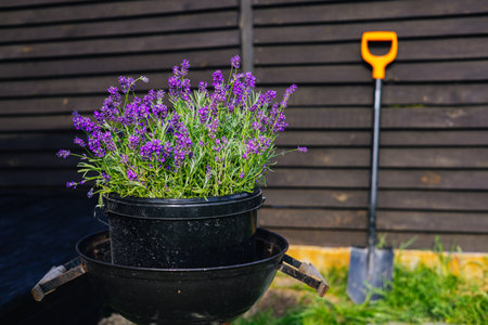 A beautiful arrangement of purple lavender plants in a pot, ready for gardening. A vibrant display of purple lavender blooms in a black pot, set against a dark wooden fence with a shovel.の写真素材