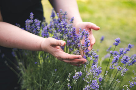 Person holding a bunch of vibrant purple lavender flowers in the hands. Close-up of hands gently holding a bunch of fresh lavender flowers in a summer garden setting. Soft focus and a sense of calm.の写真素材
