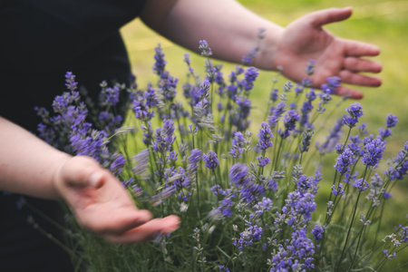 Person holding a bunch of vibrant purple lavender flowers in the hands. Close-up of hands gently holding a bunch of fresh lavender flowers in a summer garden setting. Soft focus and a sense of calm.の写真素材