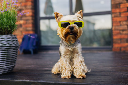 A Yorkshire Terrier with stylish green yellow sunglasses poses for a fun portrait outdoors, looking cute and happy. A Yorkie doggy sits outdoors on a home terrace, wearing yellow sunglasses Funny lookの写真素材