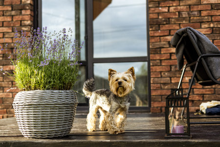 A Yorkshire Terrier poses on a wooden deck in front of a brick building, by a potted lavender. A charming Yorkie doggy stands on a terrace, framed by a decorative lavender pot and a rustic backdrop.の写真素材