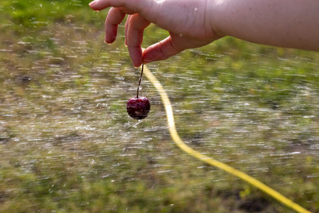 A hand holding a single cherry under a gentle spray of water. A hand holding a cherry over a water-sprayed grassy area, capturing a moment of freshness and nature. Red berry in a summertime season.の写真素材