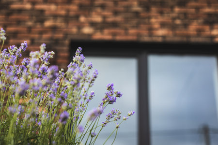 Beautiful lavender flowers bloom in front of a rustic brick wall and window. A close-up of vibrant lavender flowers in full bloom, set against a blurred background of a brick wall and a window.の写真素材