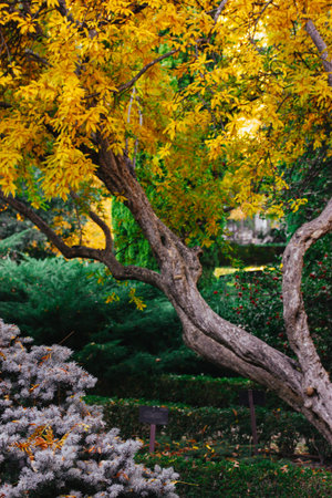 An old tree with golden yellow leaves stands out in an autumn garden. A scenic autumn view showcases...