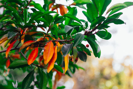 A close-up shot of colorful autumn leaves on a tree branch, showing vibrant details. Close-up of...