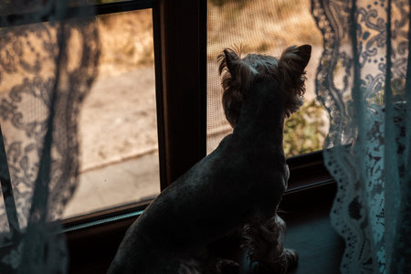A yorkie sits by a window, gazing at the world outside with anticipation. A small dog looks out a...