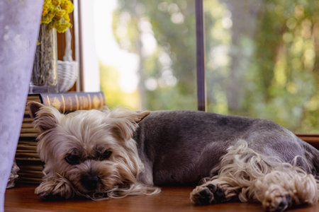 A relaxed Yorkshire Terrier enjoys a sunny day, resting by a window in a cozy home setting. A Yorkie...