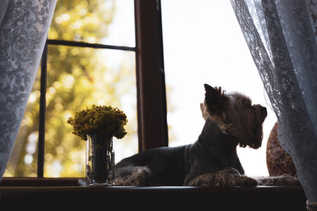 A Yorkshire terrier dog rests on a windowsill, enjoying the soft light. A Yorkie doggy muzzle in...