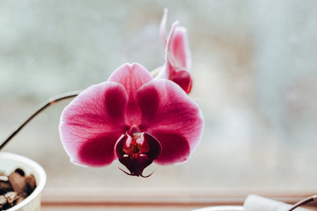 A vibrant magenta orchid in full bloom, showing its delicate petals and elegant form. Beautiful dark...