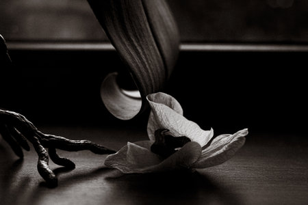 This monochrome photo captures the beauty of an orchid flower, delicate petals and soft shadows. A monochrome still life photograph of a delicate orchids, showing its intricate details in a low-keyの写真素材