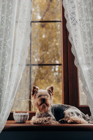 A Yorkshire Terrier relaxing on a cozy windowsill in a warm setting. A charming Yorkie doggy rests on a sill, framed by lace curtains and a view of autumn foliage, with a beside basket. Domestic pet.の写真素材