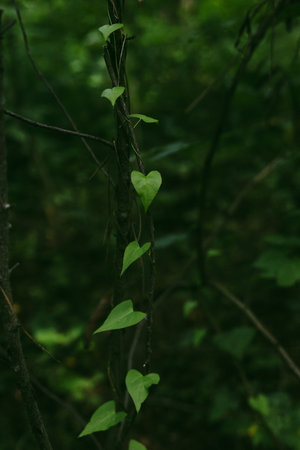 A heart-shaped leaf thrives on a vine in the dense, emerald green forest. Close-up of a heart-shaped...