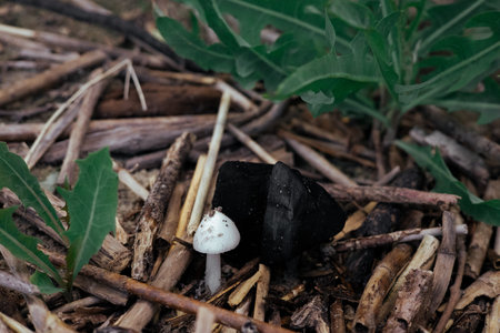 A white mushroom and charcoal on the forest floor, a stunning nature scene. A small white mushroom...