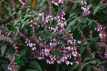 Close up sage salvia violet purple flowers on the long stems. Herb medicinal in a spring, summer...