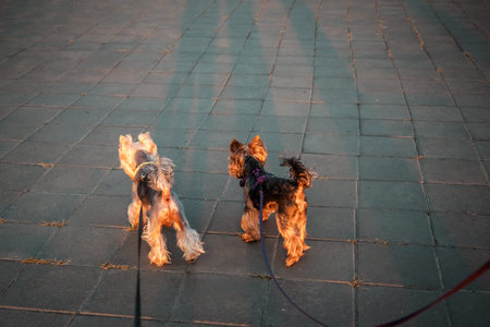 Two yorkies enjoy a walk on a paved surface, bathed in warm, late-day sunlight. Yorkshire Terriers on leashes walk away, captured in a warm, golden hour light. The dogs' shadows are prominent.の写真素材