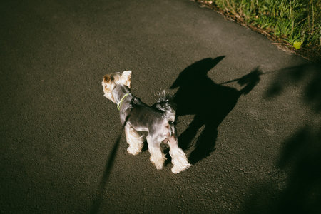 A Yorkshire Terrier enjoys a sunny walk, casting a long, playful shadow on the pavement. A small...
