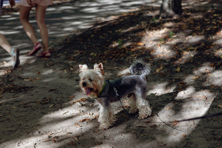 A Yorkshire terrier dog enjoys a walk on a sunny day in a park, panting with joy. A yorkie doggy on...