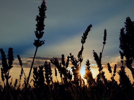 Lavender field silhouetted against a gorgeous, sunset sky A beautiful silhouette of lavender against a vibrant sunset sky. The sun's rays burst through the flowers, creating a stunning natural scene.の写真素材