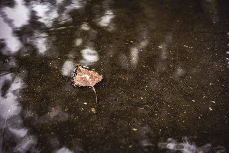 A brown leaf rests peacefully on the water's surface, creating a serene and reflective scene. Fallen autumnal foliage floats atop the water surface, mirroring the light Tranquil nature-inspired scene.の写真素材
