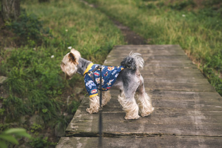 A cute Yorkshire terrier dog in a patterned shirt stands on a wooden bridge. A small lapdog, doggy...