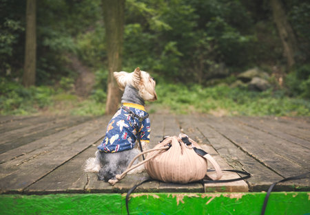 Adorable Yorkshire Terrier wears a stylish patterned blue sweater while sitting on the deck....