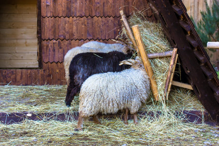 Three sheep enjoying their meal in a rustic wooden shelter filled with fresh hay. Three sheep, one...