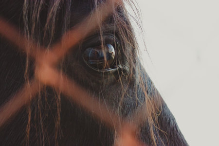 A detailed close-up of a horse's eye, capturing the animal's gaze and expressive features. Close-up of a horse's eye looking through a fence, showing details of the eye and surrounding fur.の写真素材