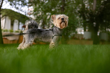 A Yorkshire Terrier enjoying a sunny day outdoors on a vibrant green lawn. A charming Yorkie doggy,...