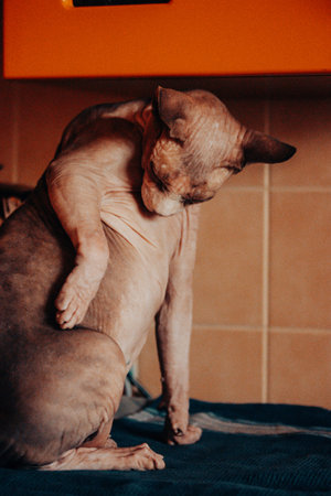 The Sphynx cat grooms itself, showcasing its unique features and relaxed pose indoors. A Sphinx cat...