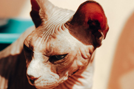 A close-up portrait of a Sphynx cat's unique skin and facial features. A close-up view captures the unique texture and wrinkles of a hairless Sphinx cat muzzle, showcasing its distinctive features.の写真素材