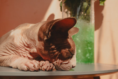 A sphynx cat peacefully resting its head on a table in a warm, sunlit scene. A relaxed sphinx kitty sleeping sweetly on a table in a sunny day. The cat's skin has interesting textures. Siesta sleep.の写真素材