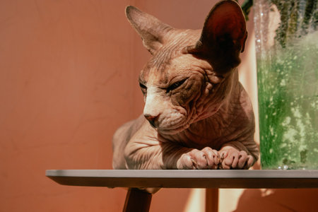 A sphynx cat peacefully resting its head on a table in a warm, sunlit scene. A relaxed sphynx cat sleeping sweetly on a table in a sunny day. The cat's skin has interesting textures.の写真素材