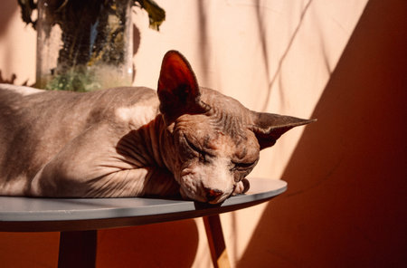 A sphynx cat peacefully resting its head on a table in a warm, sunlit scene. A relaxed sphinx kitty...