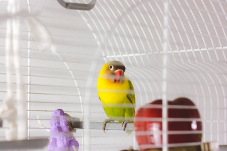 A vibrant lovebird rests inside a white cage, showcasing its colorful plumage. A colorful lovebird...