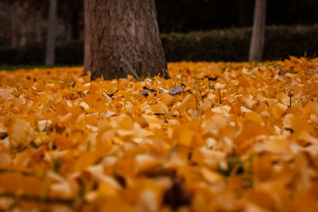Golden ginkgo leaves cover the ground in a beautiful autumn scene. A tree trunk in the background. Autumnal parkland, the ground coverd with fallen yellow leaves. Fall season nature. Seasons change.の写真素材
