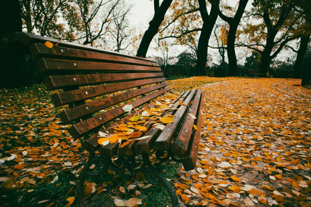 An empty wooden bench in a park covered with fallen autumn leaves under the bare autumnal trees. A...