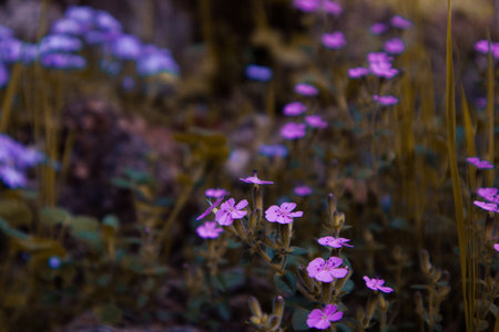 Close-up of purple flowers in a field, showcasing nature's beauty and vibrant colors. A vibrant...