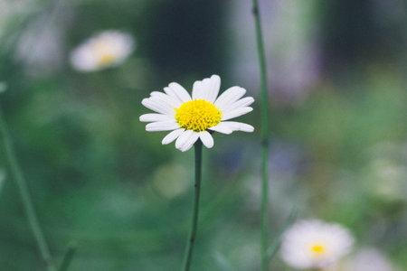 A single daisy flower blooms gracefully, showcasing its delicate petals and vibrant yellow center. A close-up shot of a daisy flower set against a soft green natural backdrop. Summertime nature.の写真素材