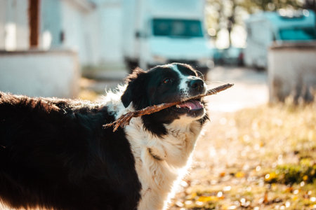 A happy border collie dog playing outdoors with a stick on a sunny day. A black and white border collie happily holds a stick in its mouth outdoors on a sunny day.の写真素材